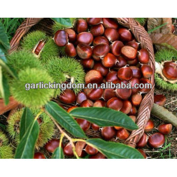 China nuevo cultivo CHESTNUT